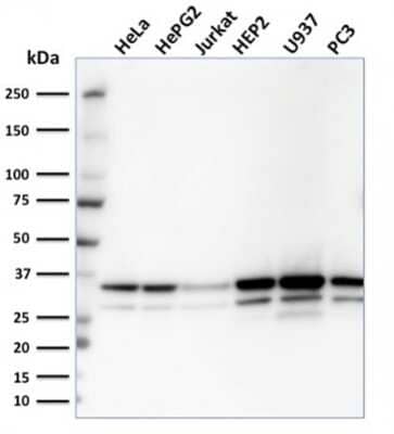 Western Blot: MDH1 Antibody (CPTC-MDH1-1)Azide and BSA Free [NBP3-08427]