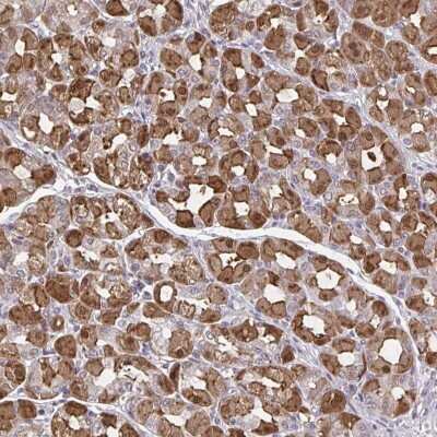 Immunohistochemistry-Paraffin: MDH1 Antibody [NBP2-33708]