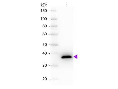 Western Blot: MDH1 Antibody [NBP1-77780]