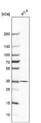 Western Blot: MDH1 Antibody [NBP1-89515]