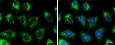 Immunocytochemistry/ Immunofluorescence: MDH2 Antibody [NBP1-32259]