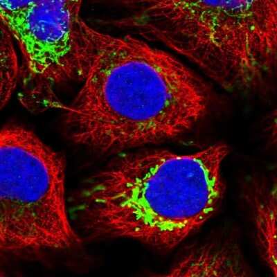 Immunocytochemistry/ Immunofluorescence: MDH2 Antibody [NBP1-86036]