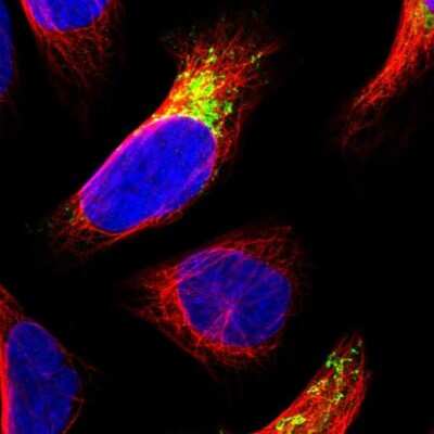 Immunocytochemistry/ Immunofluorescence: MDH2 Antibody [NBP1-89540]