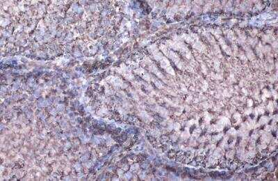 Immunohistochemistry-Paraffin: MDH2 Antibody [NBP1-32259]