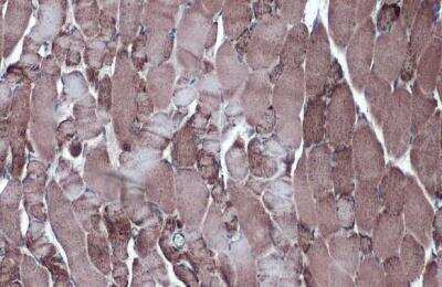 Immunohistochemistry-Paraffin: MDH2 Antibody [NBP1-32259]