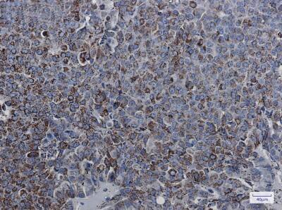 Immunohistochemistry-Paraffin: MDH2 Antibody (S05-4B5) [NBP3-19686]