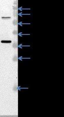 Western Blot: MDH2 Antibody [NBP1-32259]