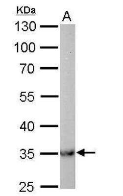 Western Blot: MDH2 Antibody [NBP1-32259]