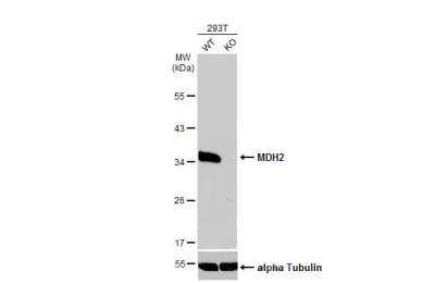 Knockout Validated: MDH2 Antibody [NBP1-32259]