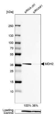 Western Blot: MDH2 Antibody [NBP1-86036]