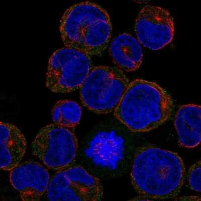 Immunocytochemistry/ Immunofluorescence: MDL-1/CLEC5A Antibody [NBP2-68708]