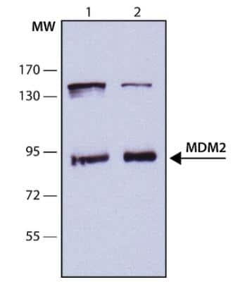 Western Blot: MDM2/HDM2 Antibody (HDM2-323)BSA Free [NB600-1312]