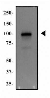 Western Blot: MDM2/HDM2 Antibody (SMP14)Azide and BSA Free [NBP2-80845]