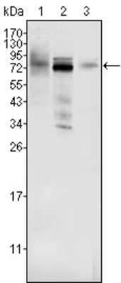 Western Blot: MDMX Antibody (2D10F4)BSA Free [NBP1-28862]