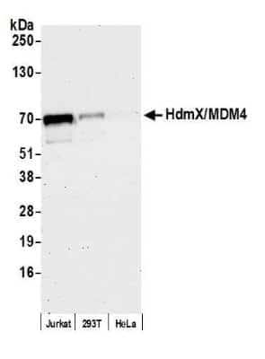 Western Blot: MDMX Antibody [NB100-556]