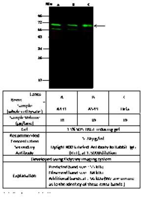 Western Blot: MDMX Antibody [NBP2-97044]