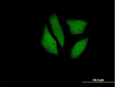Immunocytochemistry/ Immunofluorescence: MDP1 Antibody [H00145553-B01P]