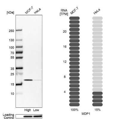 Western Blot: MDP1 Antibody [NBP1-83431]