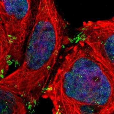 Immunocytochemistry/ Immunofluorescence: MDR1/ABCB1 Antibody [NBP1-90291]