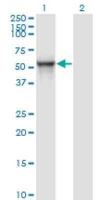 Western Blot: MDS028 Antibody (1A8) [H00055846-M01]