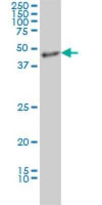 Western Blot: MDS028 Antibody (3D4) [H00055846-M05]