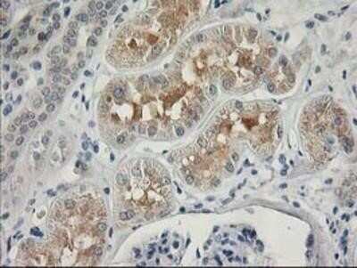 Immunohistochemistry-Paraffin: MDS028 Antibody (OTI3C4) [NBP2-00860]