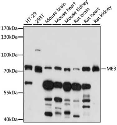 Western Blot: ME3 AntibodyAzide and BSA Free [NBP3-05078]