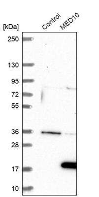 Western Blot: MED10 Antibody [NBP1-81328]