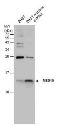 Western Blot: MED10 Antibody [NBP3-13045]