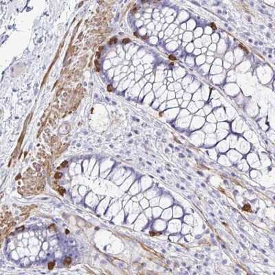 Immunohistochemistry-Paraffin: MED11 Antibody [NBP2-34162]