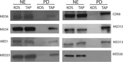 Western Blot: MED12 Antibody [NB100-2357]