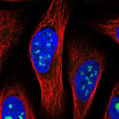 Immunocytochemistry/ Immunofluorescence: MED12L Antibody [NBP1-81391]