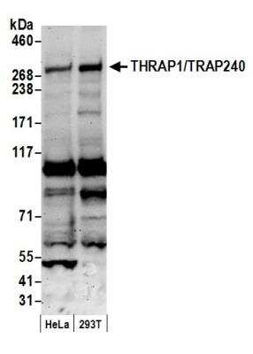 Western Blot: MED13 Antibody [NB100-60641]