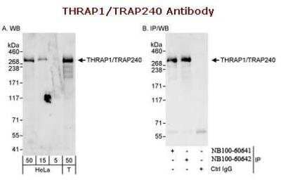 Western Blot: MED13 Antibody [NB100-60642]