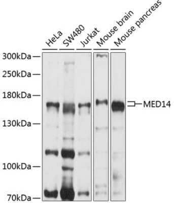 Western Blot: MED14 AntibodyBSA Free [NBP3-05055]