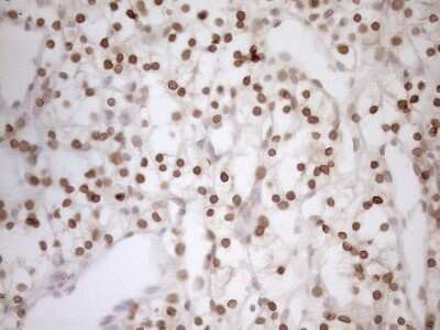 Immunohistochemistry: MED15 Antibody (OTI1C11) [NBP2-45780]