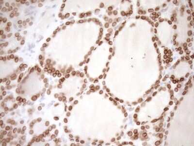 Immunohistochemistry: MED15 Antibody (OTI1C11) [NBP2-45780]