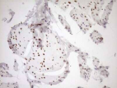 Immunohistochemistry: MED15 Antibody (OTI1C11) [NBP2-45780]