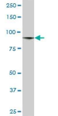 Western Blot: MED15 Antibody (4A4) [H00051586-M02]