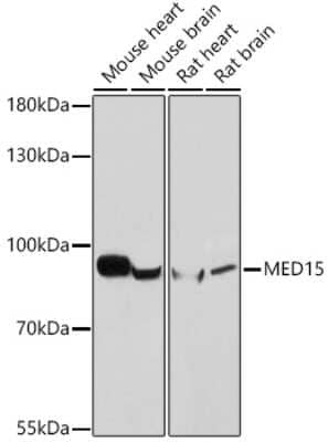 Western Blot: MED15 AntibodyAzide and BSA Free [NBP3-15565]