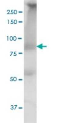 Western Blot: MED16 Antibody (2B7) [H00010025-M02]