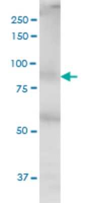 Western Blot: MED16 Antibody (2B7) [H00010025-M02]