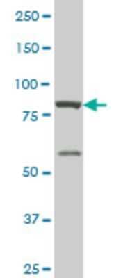 Western Blot: MED16 Antibody (3A3) [H00010025-M04]