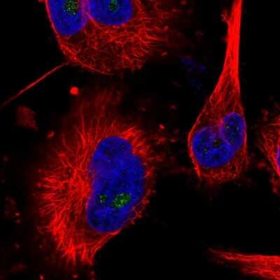 Immunocytochemistry/ Immunofluorescence: MED16 Antibody [NBP2-55421]