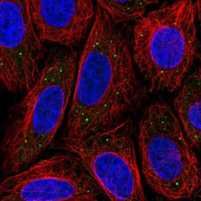 Immunocytochemistry/ Immunofluorescence: MED17 Antibody [NBP2-57476]