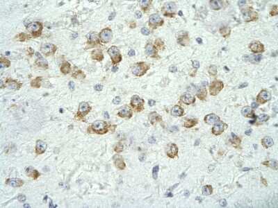 Immunohistochemistry-Paraffin: MED17 Antibody [NBP3-10313]