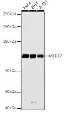 Western Blot: MED17 AntibodyAzide and BSA Free [NBP3-04651]