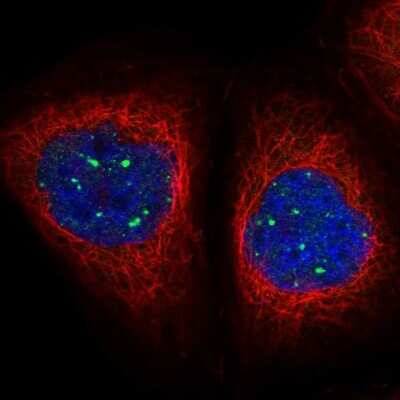 Immunocytochemistry/ Immunofluorescence: MED19 Antibody [NBP1-81319]