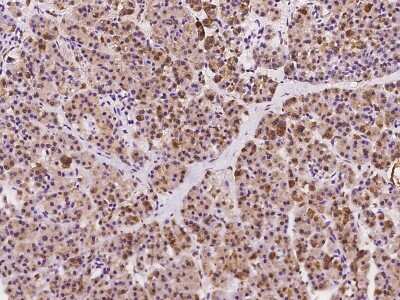 Immunohistochemistry-Paraffin: MED19 Antibody [NBP2-97489]