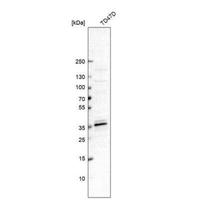 Western Blot: MED19 Antibody [NBP1-81319]